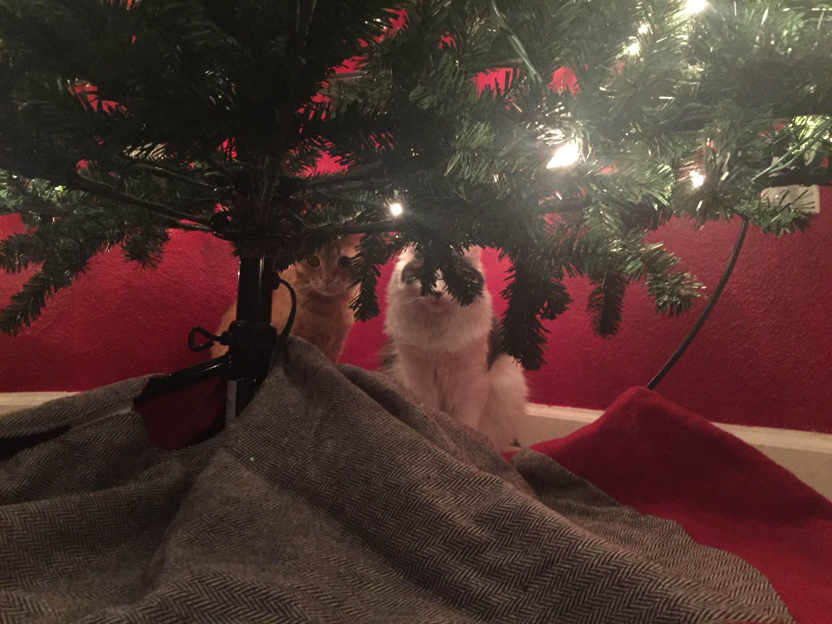 Christmas Cats